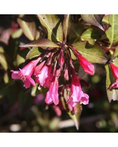 Weigélia Alexandra - Weigela florida (David J. Stang / wikimedia.org)