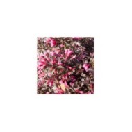 Weigélia Alexandra - fleurs (Globe Planter)