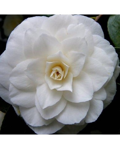 Camellia Nuccio's Gem - Flickr - Peter Stevens