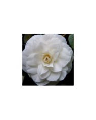 Camellia Nuccio's Gem - Flickr - Peter Stevens