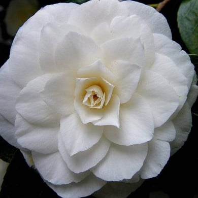 Camellia Nuccio's Gem - Flickr - Peter Stevens