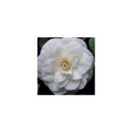 Camellia Nuccio's Gem - Flickr - Peter Stevens