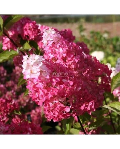 Hydrangea paniculata Fraise Melba - Fleurs (Sapho)