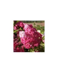 Hydrangea paniculata Fraise Melba - Fleurs (Sapho)