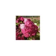 Hydrangea paniculata Fraise Melba - Fleurs (Sapho)