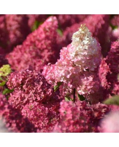 Hydrangea paniculata Fraise Melba - Fleurs (Sapho)