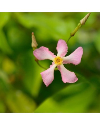 Jasmin étoilé Pink Showers®