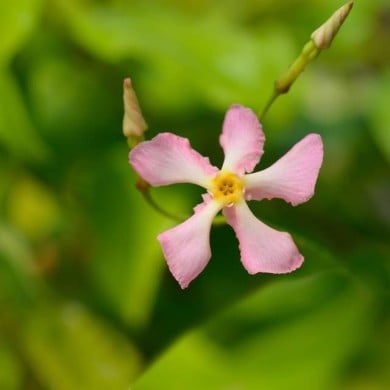 Jasmin étoilé Pink Showers®