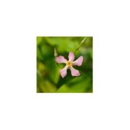 Jasmin étoilé Pink Showers®