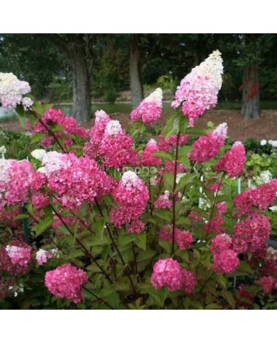 Hydrangea paniculata Fraise Melba - Buisson (Sapho)