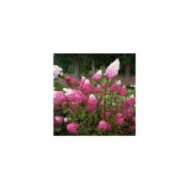 Hydrangea paniculata Fraise Melba - Buisson (Sapho)