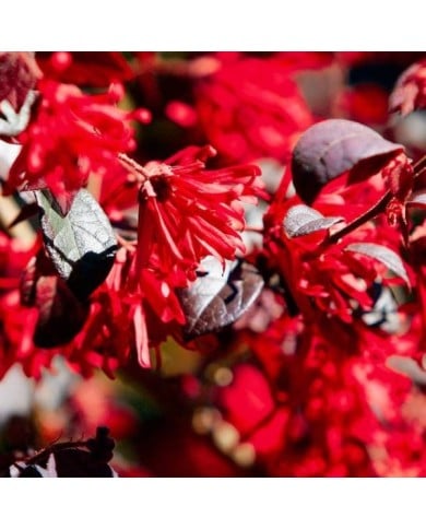 Loropetalum 'Ever Red' - fleurs - Globe Planter