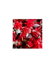 Loropetalum 'Ever Red' - fleurs - Globe Planter