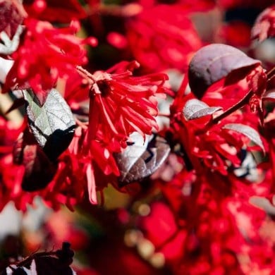 Loropetalum 'Ever Red' - fleurs - Globe Planter