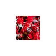 Loropetalum 'Ever Red' - fleurs - Globe Planter