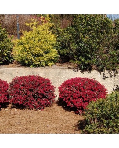 Loropetalum 'Ever Red' - Globe Planter