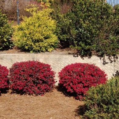 Loropetalum 'Ever Red' - Globe Planter