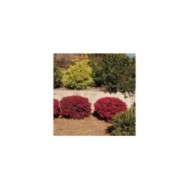 Loropetalum 'Ever Red' - Globe Planter