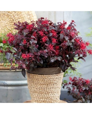 Loropetalum 'Ever Red' - en pot - Globe Planter