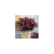 Loropetalum 'Ever Red' - en pot - Globe Planter