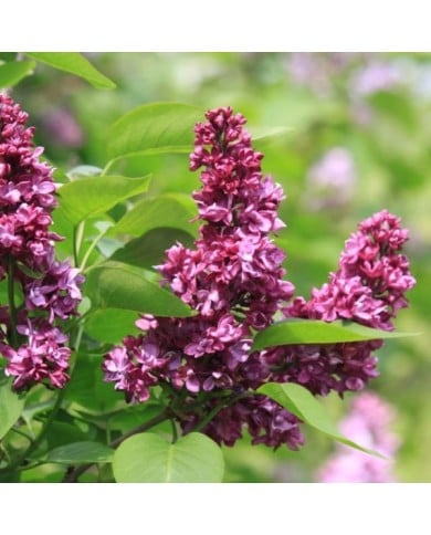 Lilas 'Charles Joly' - Syringa vulgaris (James M / flickr.com)