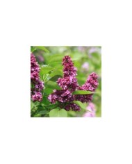 Lilas 'Charles Joly' - Syringa vulgaris (James M / flickr.com)