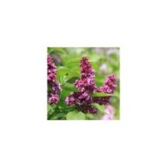 Lilas 'Charles Joly' - Syringa vulgaris (James M / flickr.com)