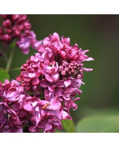 Lilas 'Charles Joly' - Syringa vulgaris (James M / flickr.com)