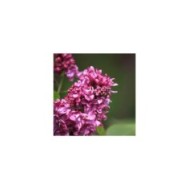 Lilas 'Charles Joly' - Syringa vulgaris (James M / flickr.com)