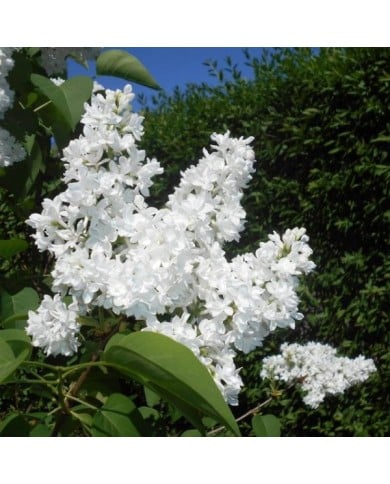 Lilas 'Mme Lemoine' - Syringa vulgaris (Salicyna / wikimedia.org)