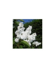 Lilas 'Mme Lemoine' - Syringa vulgaris (Salicyna / wikimedia.org)