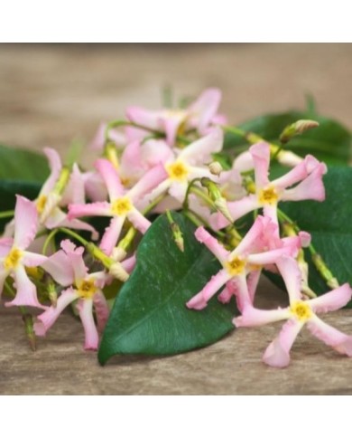 Jasmin étoilé Pink Showers®
