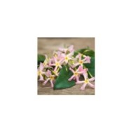 Jasmin étoilé Pink Showers®