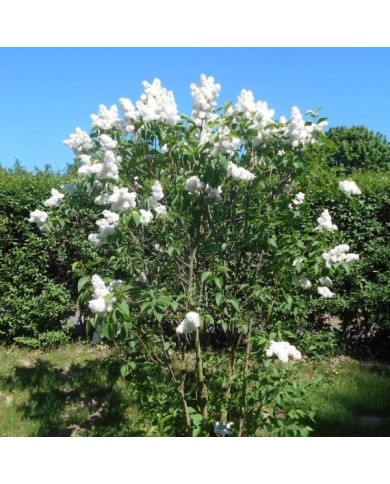 Lilas 'Mme Lemoine' - Syringa vulgaris (Salicyna / wikimedia.org)