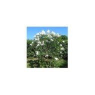 Lilas 'Mme Lemoine' - Syringa vulgaris (Salicyna / wikimedia.org)
