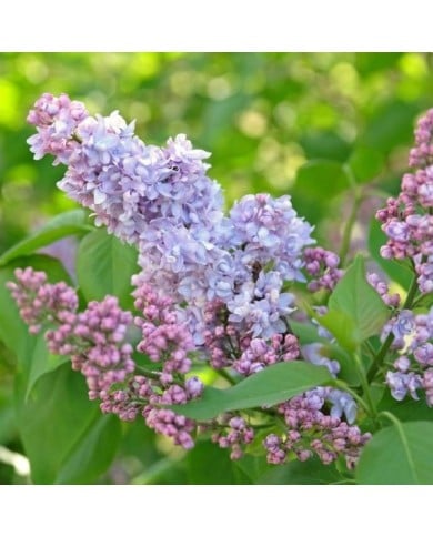 Lilas 'Président Grevy' - Syringa vulgaris (Alexandra / Adobe Stock)