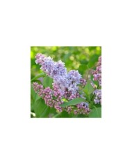 Lilas 'Président Grevy' - Syringa vulgaris (Alexandra / Adobe Stock)