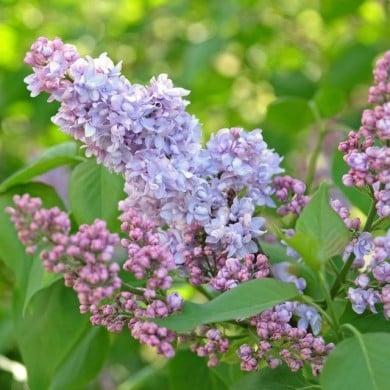 Lilas 'Président Grevy' - Syringa vulgaris (Alexandra / Adobe Stock)