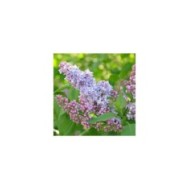 Lilas 'Président Grevy' - Syringa vulgaris (Alexandra / Adobe Stock)