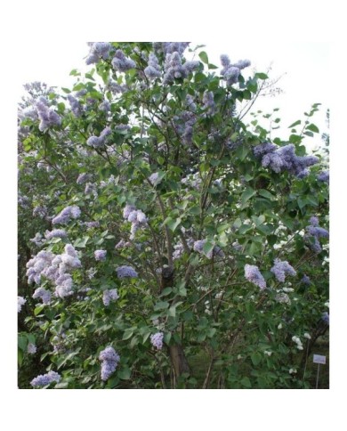 Lilas 'Président Grevy' - Syringa vulgaris (??????? / wikimedia.org)