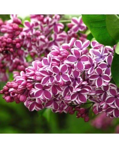 Lilas 'Sensation' - Syringa vulgaris (Kor!An (?????? ??????) / wikimedia.org)