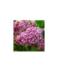 Lilas 'Sensation' - Syringa vulgaris (Kor!An (?????? ??????) / wikimedia.org)