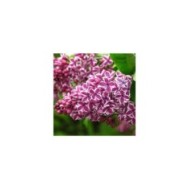 Lilas 'Sensation' - Syringa vulgaris (Kor!An (?????? ??????) / wikimedia.org)