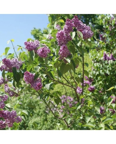 Lilas 'Sensation' - Syringa vulgaris (??????? / wikimedia.org)