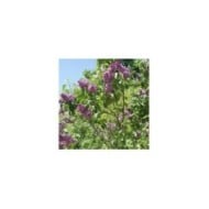 Lilas 'Sensation' - Syringa vulgaris (??????? / wikimedia.org)