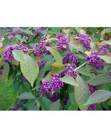 Callicarpa (baies)