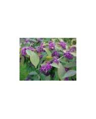 Callicarpa (baies)