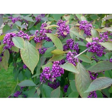 Callicarpa (baies)