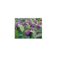 Callicarpa (baies)