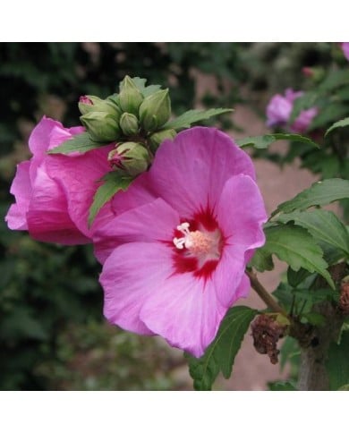 Hibiscus syriacus 'Woodbridge' (Althéa) - fleurs (Agnieszka Kwiecie? - Nova / Wikimedia)
